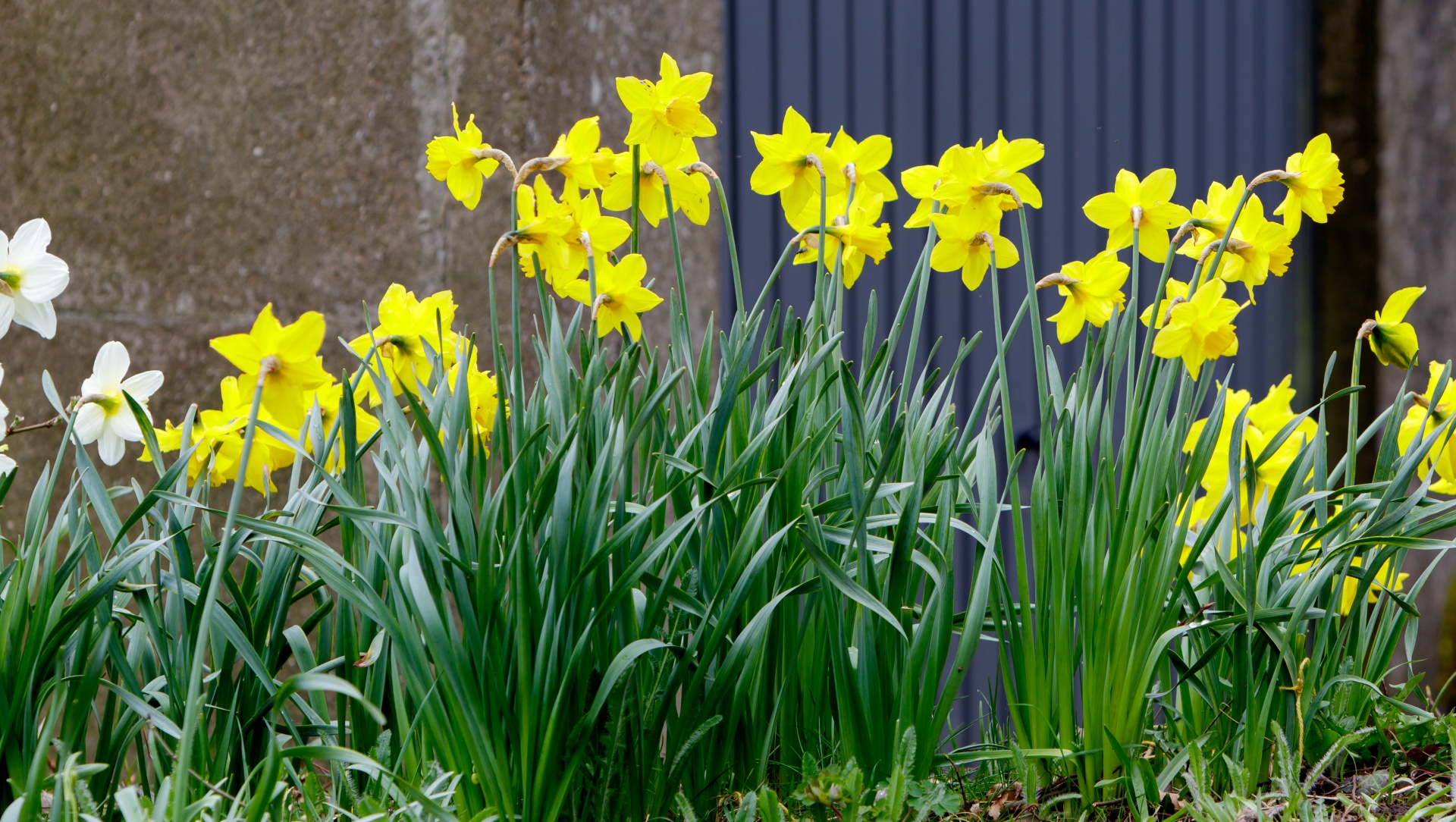 Daffodil,  Narcizai,  Gėlė,  Gėlės,  Geltona,  Pavasaris,  Eilutė,  Linija,  Gėlių,  Gamta
