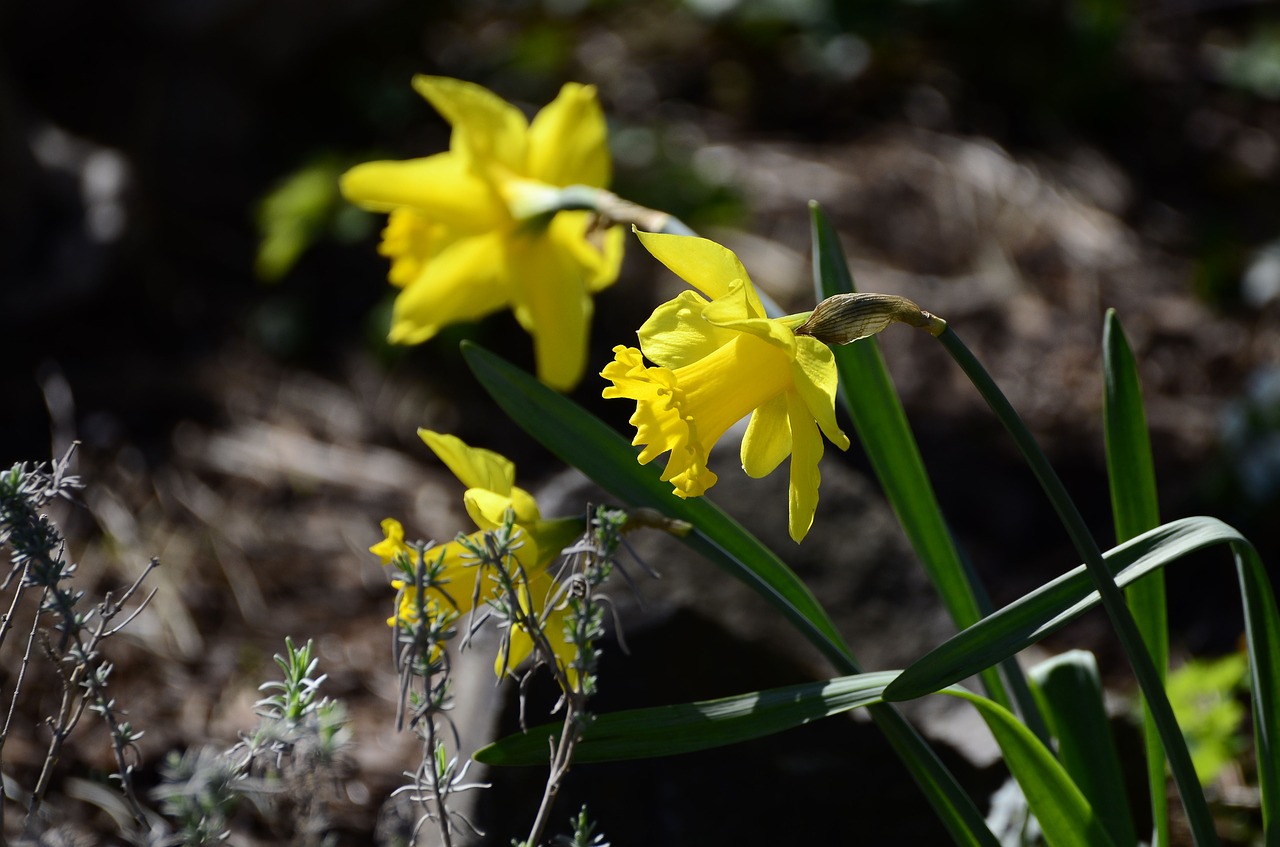 Pavasario Gėlė, Narcizai, Geltona, Pavasaris, Uždaryti, Gėlė, Žiedas, Žydėti, Geltona Gėlė, Narcissus Pseudonarcissus