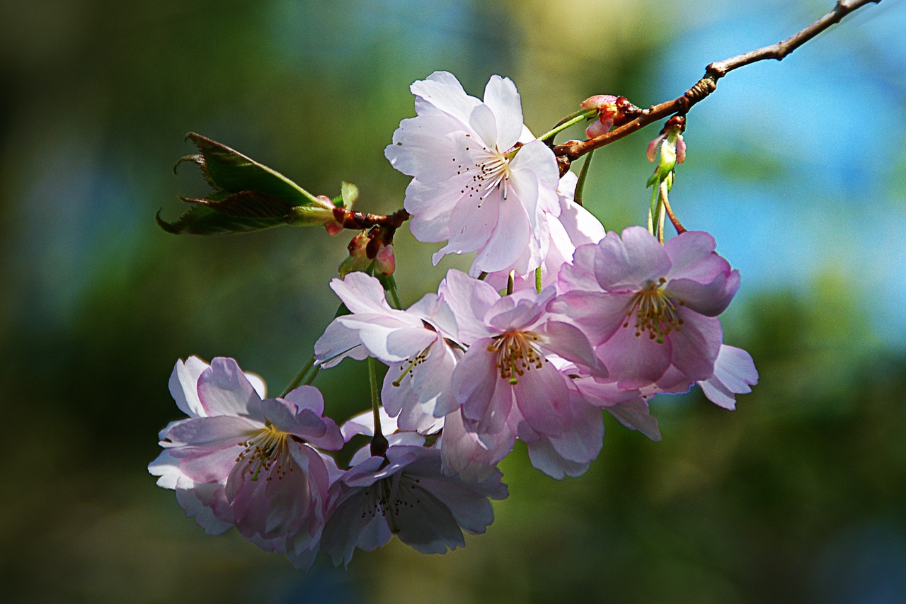 Pavasario Gėlė, Medis, Gamta, Rožinis, Obuolių Žiedas, Nemokamos Nuotraukos,  Nemokama Licenzija