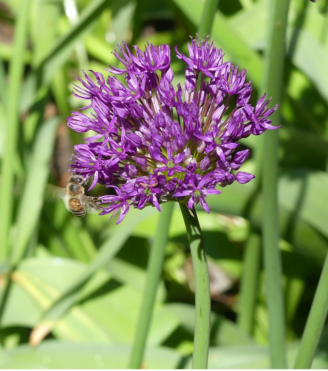 Pavasario Gėlė,  Violetinė,  Pobūdį,  Iš Arti,  Mažos Gėlės,  Drugys, Nemokamos Nuotraukos,  Nemokama Licenzija