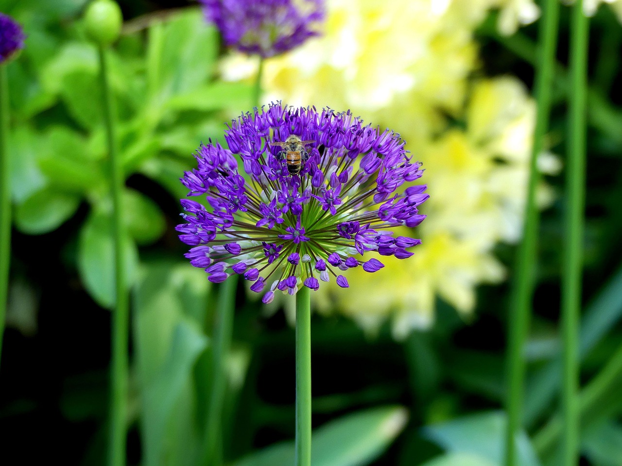 Pavasario Gėlė,  Violetinė,  Violetinė,  Pobūdį,  Mažos Gėlės, Nemokamos Nuotraukos,  Nemokama Licenzija