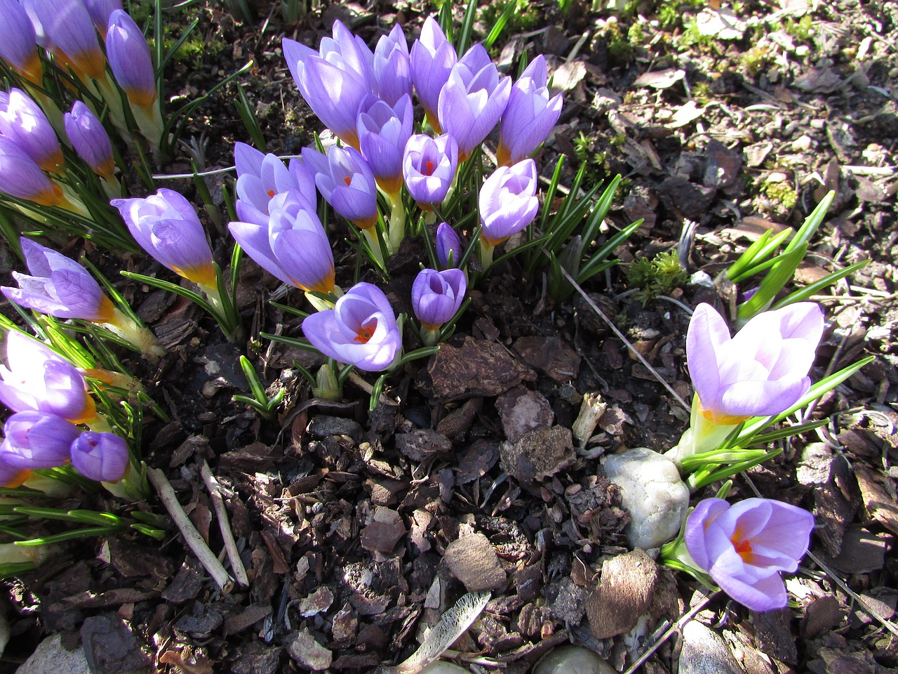 Pavasario Gėlė, Crocus, Violetinė, Bühen, Flora, Uždaryti, Nemokamos Nuotraukos,  Nemokama Licenzija