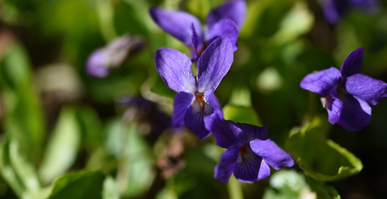 Pavasario Gėlė, Ankstyvas Bloomer, Violetinė, Gėlė, Augalas, Sodas, Gamta, Kovo Vijokliai, Uždaryti, Nemokamos Nuotraukos