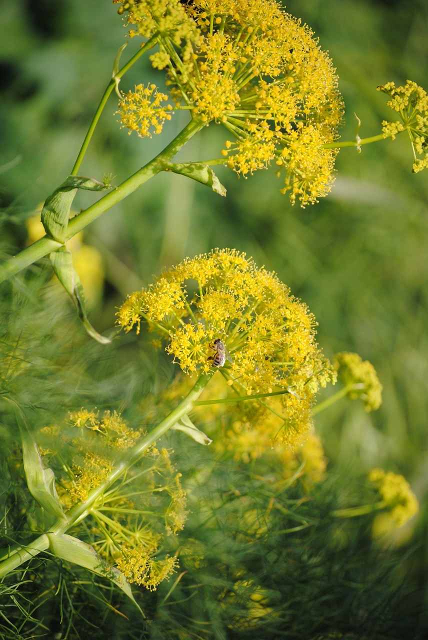 Pavasario Gėlė,  Geltona,  Gėlė,  Gamta,  Isp,  Pavasaris,  Vabzdys,  Flora,  Makro,  Žydėti