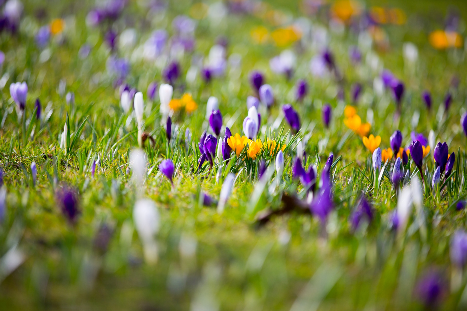 Gėlė,  Gėlės,  Meilė,  Natūralus,  Gamta,  Valentine,  Pavasaris,  Velykos,  Crocus,  Krokusai