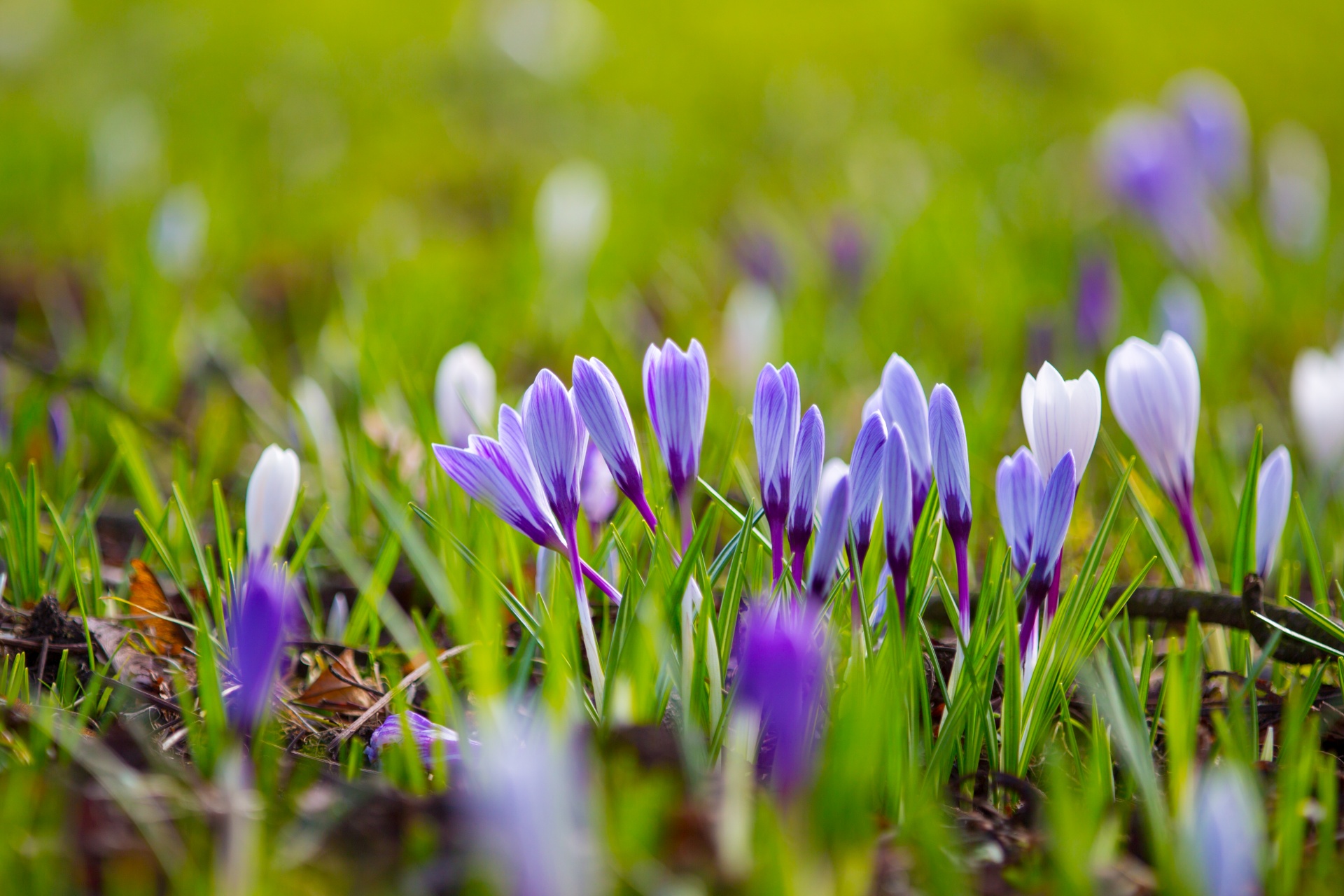 Gėlė,  Gėlės,  Meilė,  Natūralus,  Gamta,  Valentine,  Pavasaris,  Velykos,  Crocus,  Krokusai