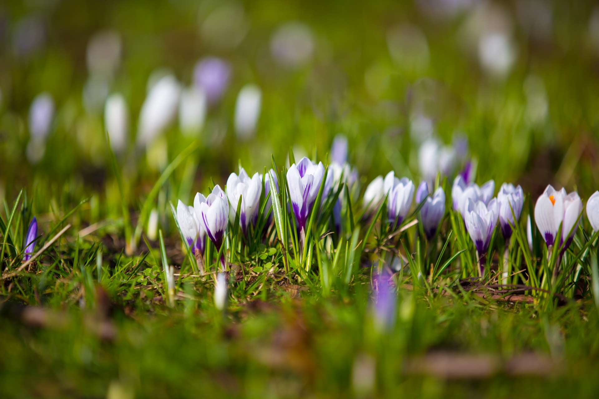 Gėlė,  Gėlės,  Meilė,  Natūralus,  Gamta,  Valentine,  Pavasaris,  Velykos,  Crocus,  Krokusai