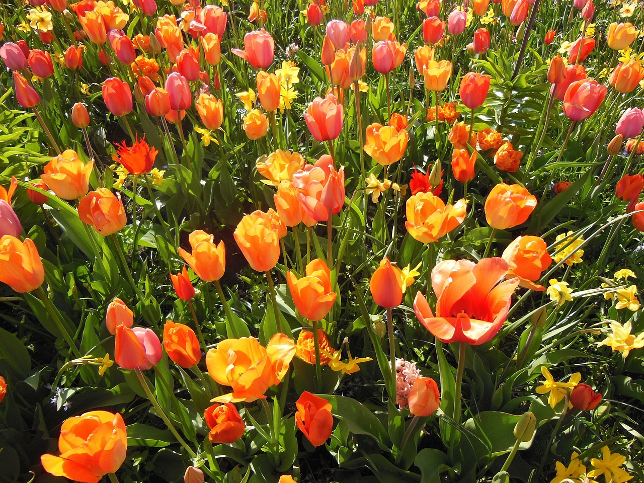 Pavasario Gėlės, Bulviniai Augalai, Šiltos Spalvos, Tapetai, Tulpės, Dvigubos Tulpės, Oranžinė, Oranžinė Raudona, Raudona, Gėlė