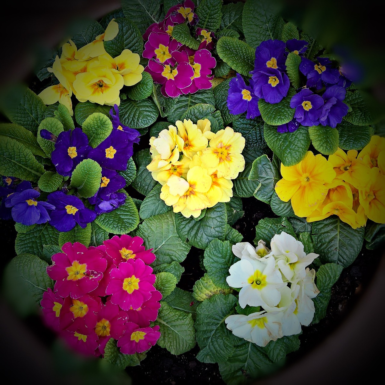 Pavasario Gėlės, Primrosės, Daug Spalvingų Spalvų, Geltona, Mėlynas, Raudona Violetinė, Balta, Lukštas, Pasodinti, Farbenpracht