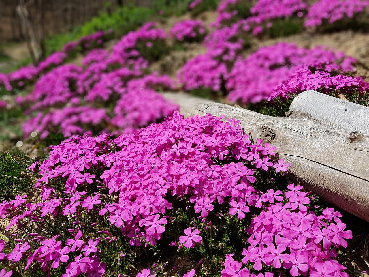 Pavasario Gėlės, Grindų Gedimas Fujiyoshida Ugnies Festivalis, Gėlių Žolė, Korėjos Respublika, Jeonju, Pavasaris, Rožinė Gėlė, Nemokamos Nuotraukos,  Nemokama Licenzija
