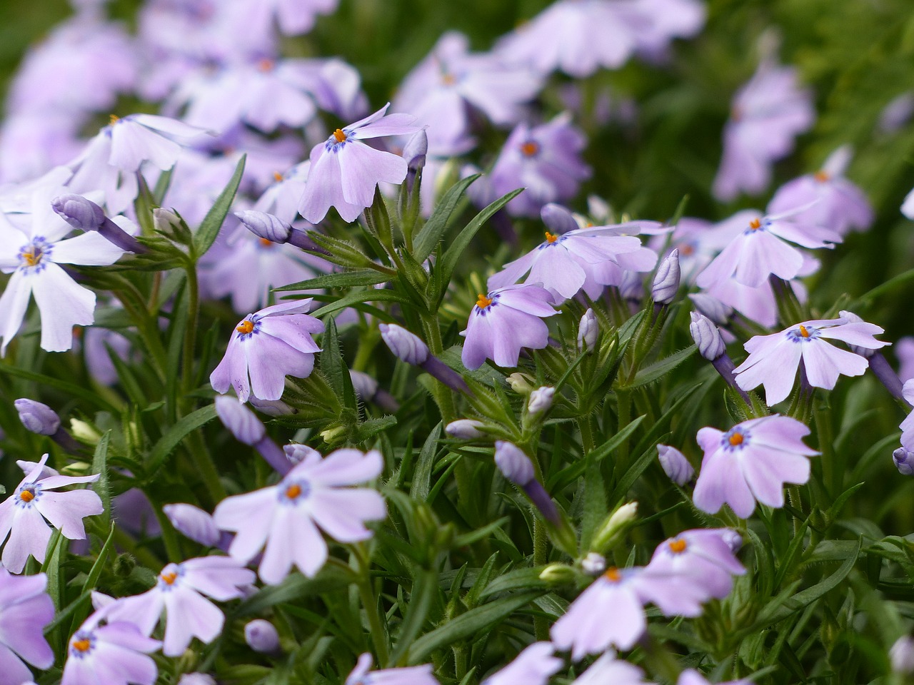 Pavasario Gėlės, Pieva, Gamta, Violetinė, Crocus, Žalias, Ankstyvas Bloomer, Pavasario Pabudimas, Gėlės, Nemokamos Nuotraukos