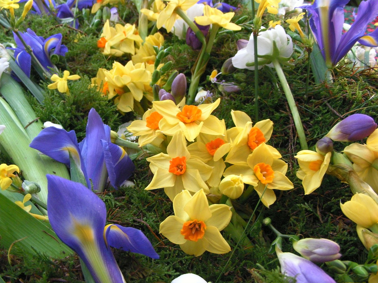 Pavasario Gėlės, Narcizas, Iris, Gėlės, Pavasaris, Gėlių, Daffodil, Narcizai, Spalvinga, Žydėti