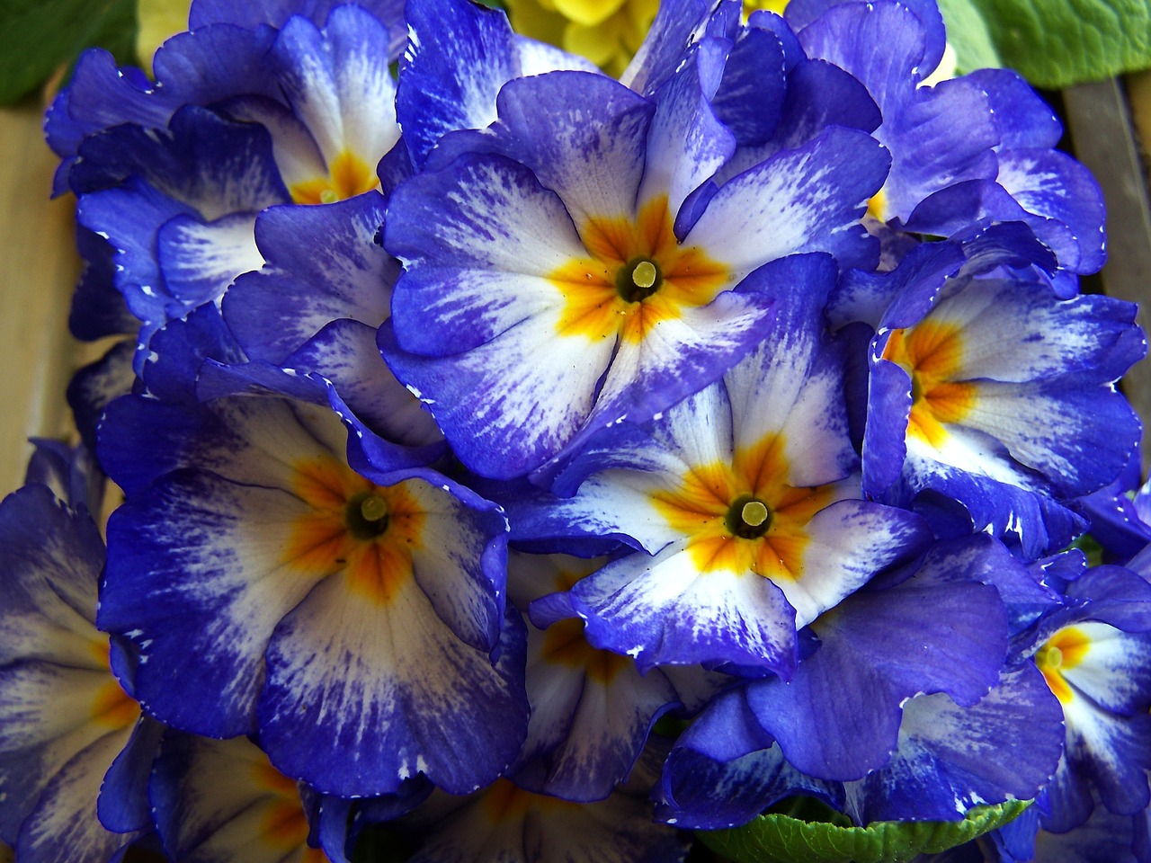 Pavasario Gėlės, Mėlynas, Primozė, Nemokamos Nuotraukos,  Nemokama Licenzija