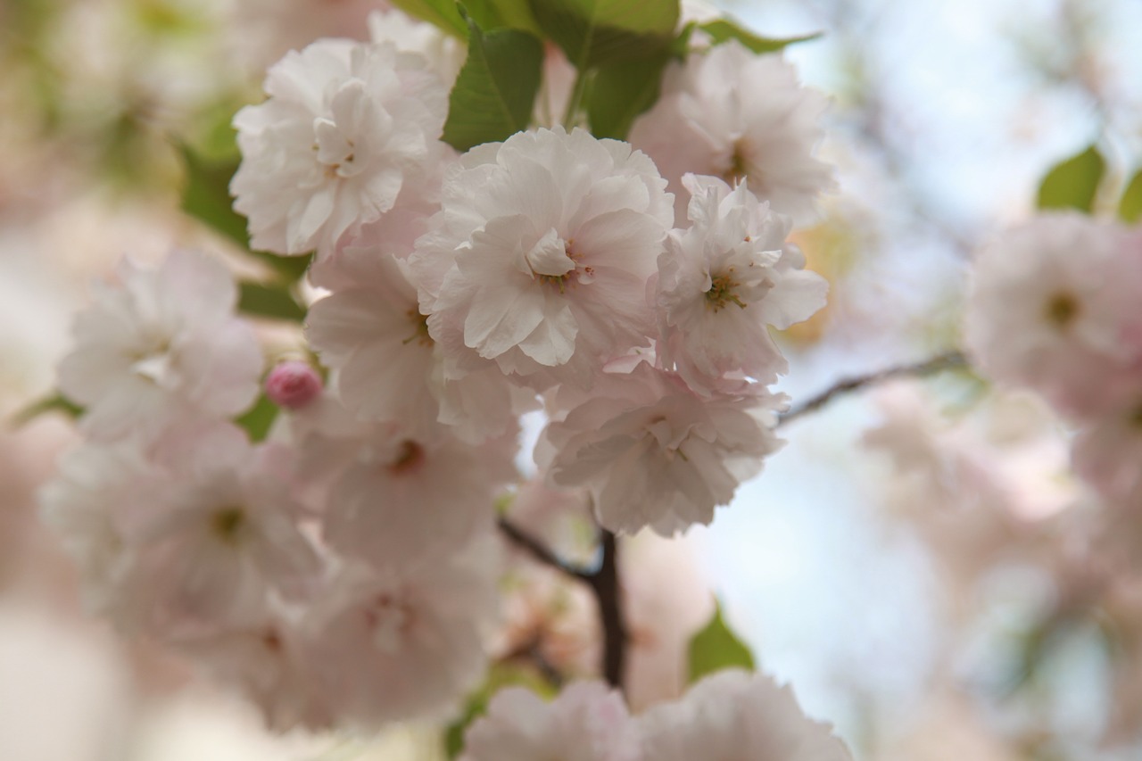 Pavasario Gėlės, Yoshino Vyšnia, Vyšnių Žiedas, Nemokamos Nuotraukos,  Nemokama Licenzija