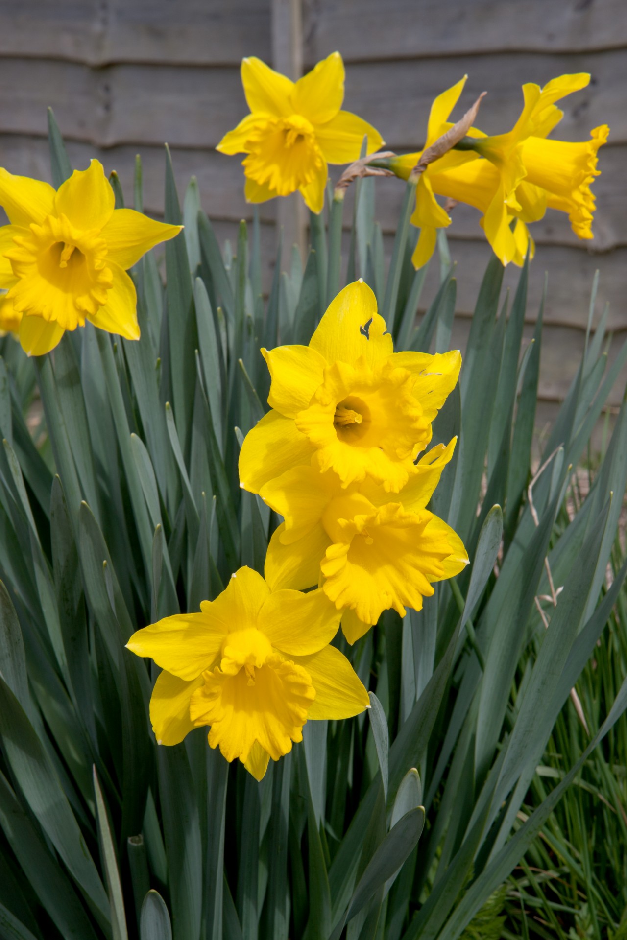 Daffodil,  Narcizai,  Gėlė,  Gėlės,  Pavasaris,  Geltona,  Graži,  Gėlių,  Žydi,  Gamta