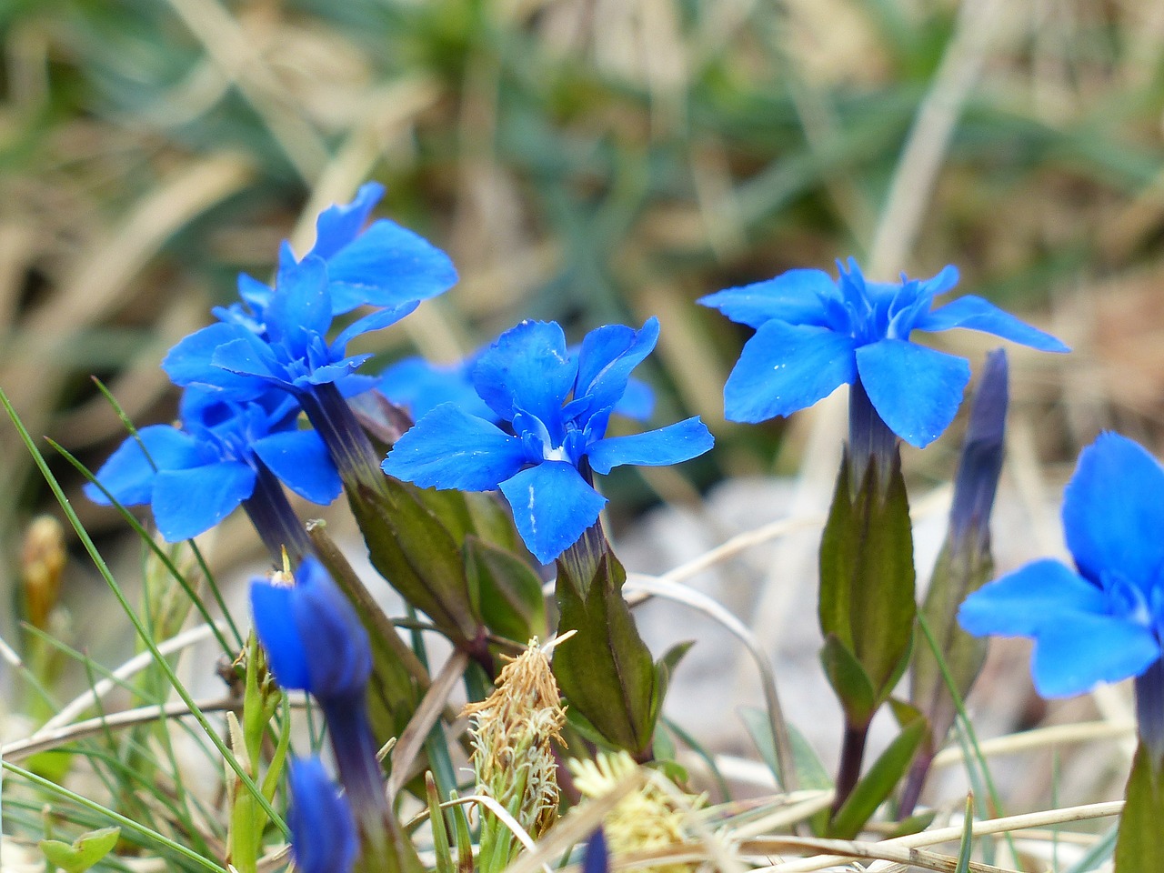 Pavasario Gencijonas, Gentian, Gėlė, Mėlynas, Žiedas, Žydėti, Gentiana Verna, Schusternagerl, Kaminkrėtys, Himmelsblaeueli