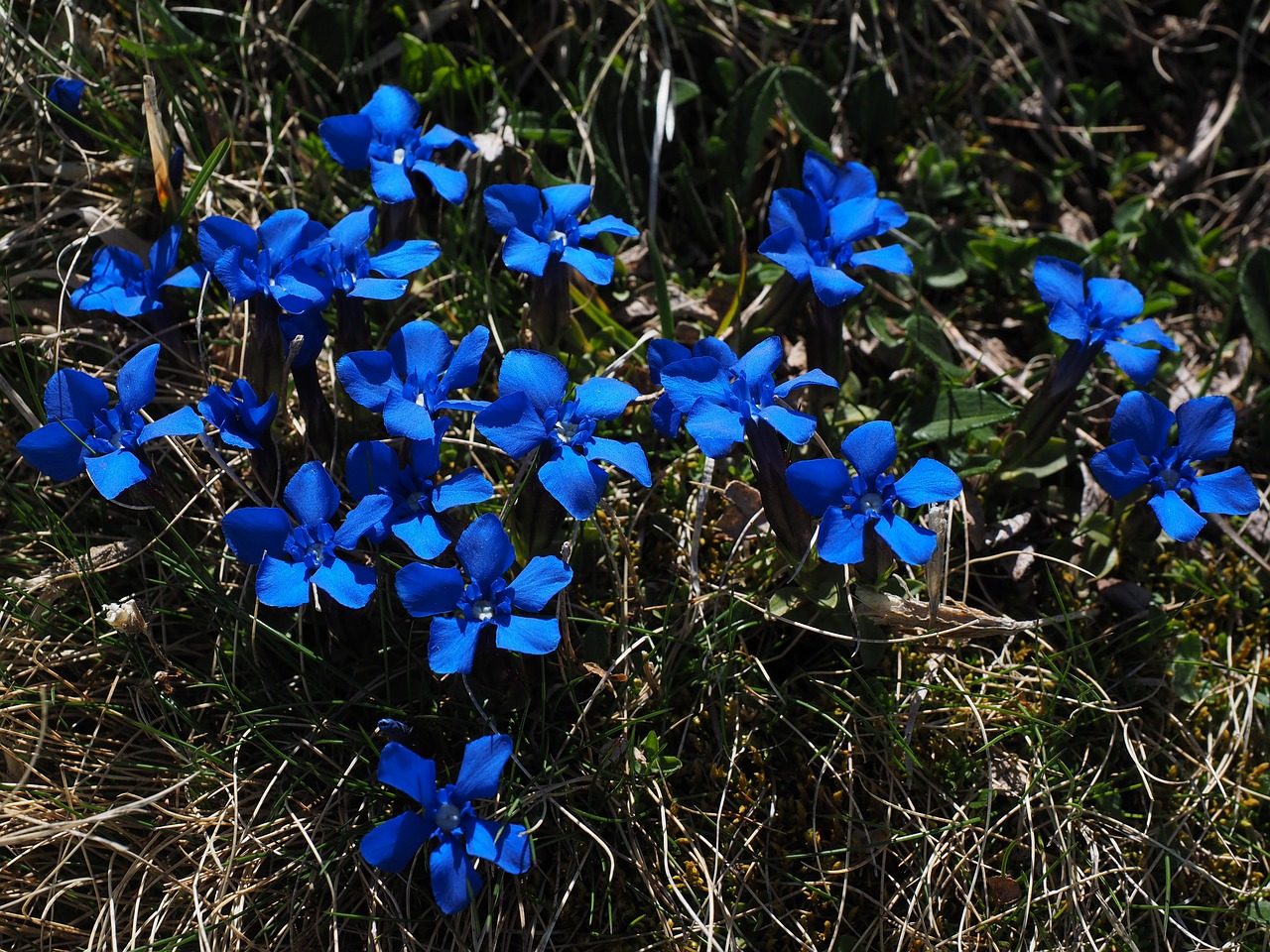 Pavasario Gencijonas, Bueten, Tamsiai Mėlyna, Mėlynas, Liūtys, Gentian, Gėlė, Gėlės, Gentiana Verna, Schusternagerl