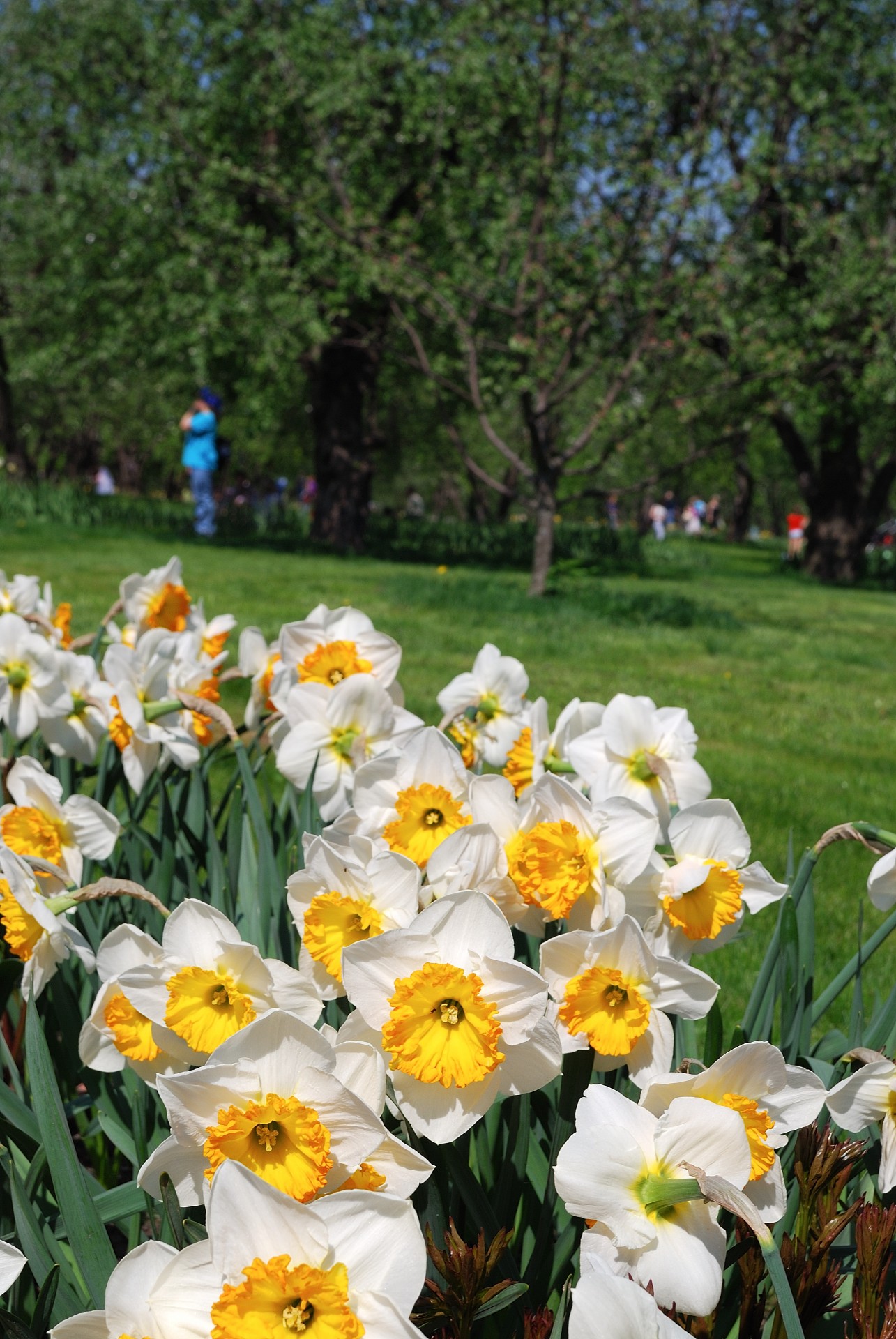 Gėlė,  Gėlių,  Pavasaris,  Daffodil,  Narcizai,  Žydėti,  Žiedas,  Sodas,  Žalias,  Balta