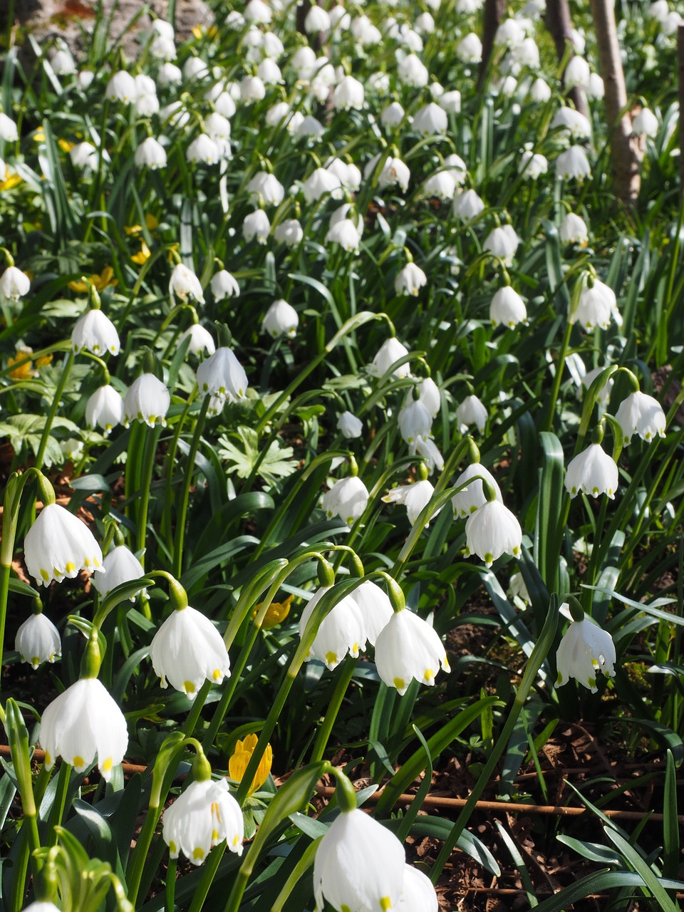 Pavasaris Knotenblume, Snaigė, Gėlės, Uždaryti, Išsamiai, Makro, Kauliukai, Pavasaris, Pavasario Gėlė, Fruehlingsknotenblume