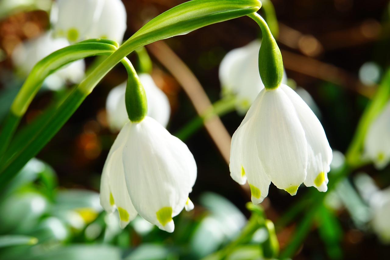 Pavasaris Knotenblume, Snaigė, Gėlės, Uždaryti, Išsamiai, Makro, Kauliukai, Pavasaris, Pavasario Gėlė, Fruehlingsknotenblume