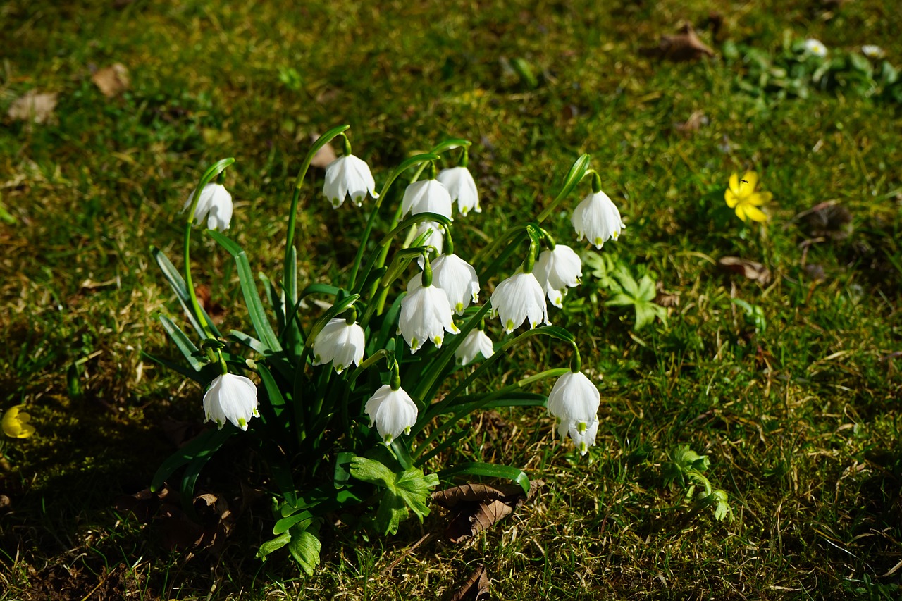 Pavasaris Knotenblume, Snaigė, Gėlės, Uždaryti, Išsamiai, Makro, Kauliukai, Pavasaris, Pavasario Gėlė, Fruehlingsknotenblume