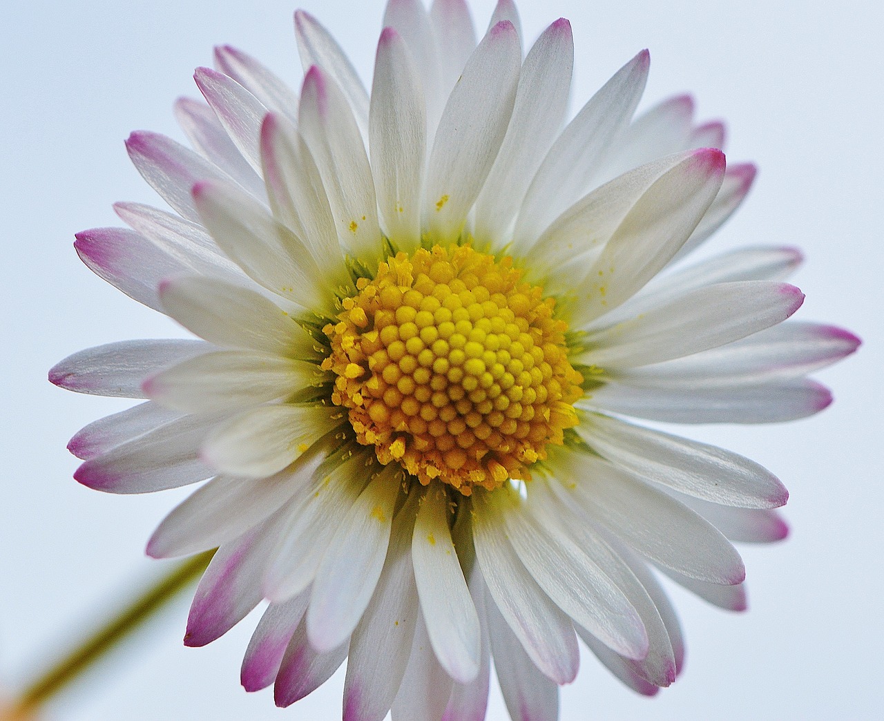 Laukinės Vasaros Spalvos, Daisy, Gėlės, Pavasaris, Gėlė, Pieva, Gėlių Pieva, Augalas, Gamta, Vasara