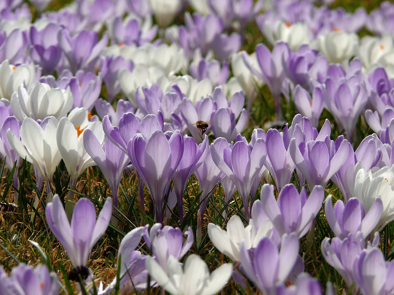 Pavasario Pieva, Crocus, Pavasario Gėlė, Frühlingsblüher, Violetinė, Violetinė, Balta, Spalvinga, Pavasaris, Gamta