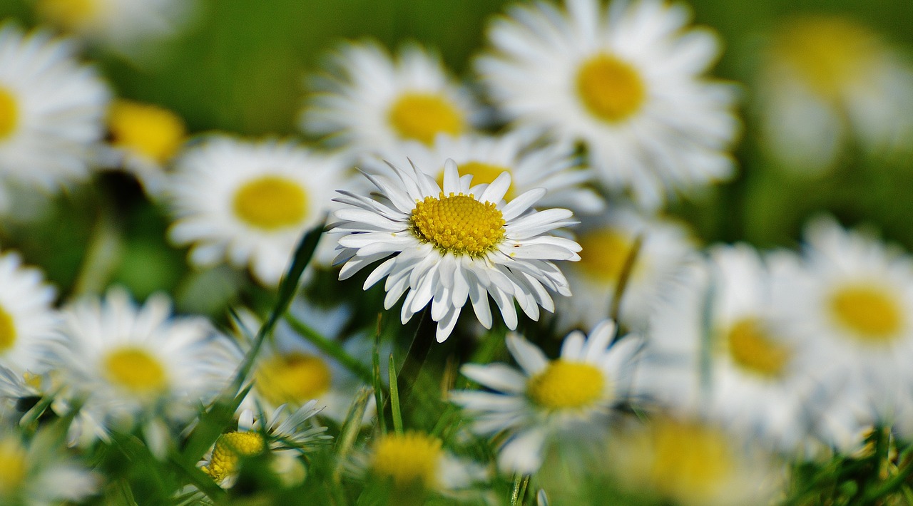 Pavasario Pieva, Laukinės Vasaros Spalvos, Daisy, Gėlės, Pavasaris, Gėlė, Pieva, Gėlių Pieva, Augalas, Gamta