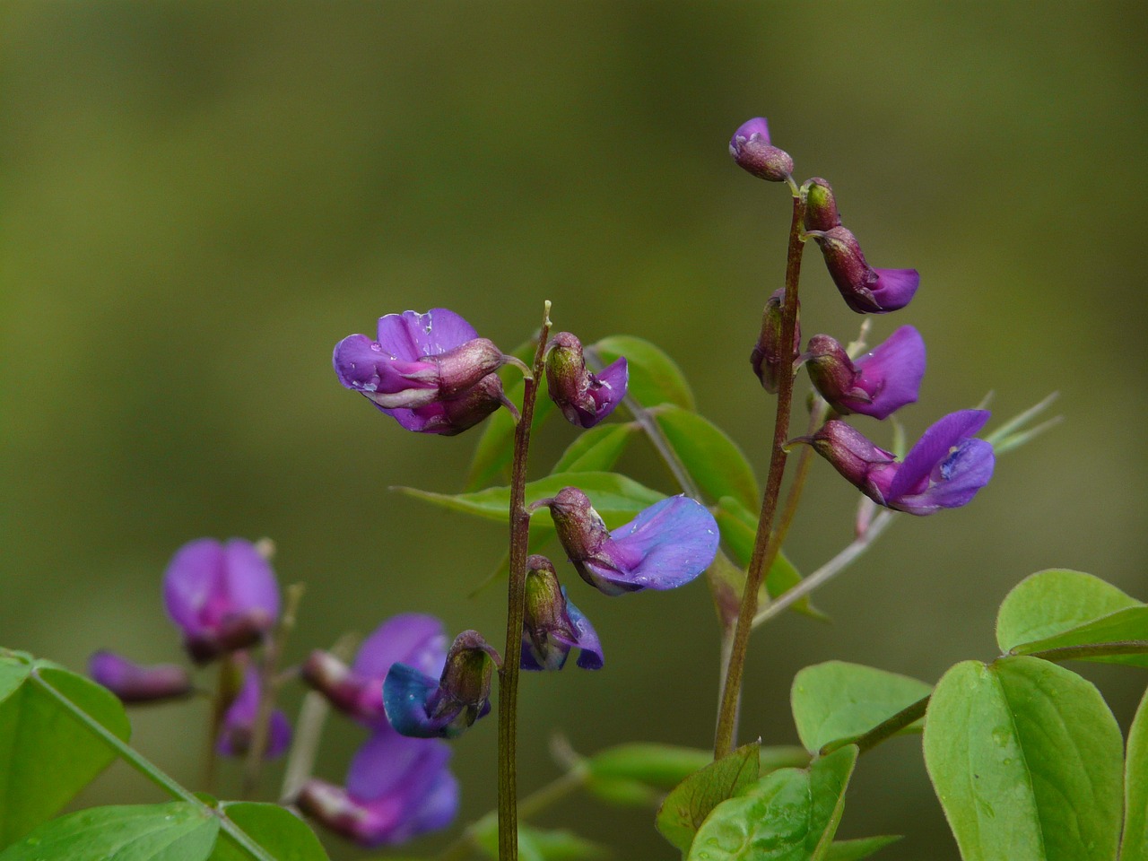 Pavasario Žirnis, Fabaceae, Augalas, Laukinis Augalas, Gėlė, Žiedas, Žydėti, Žydėti, Laukinė Gėlė, Uždaryti