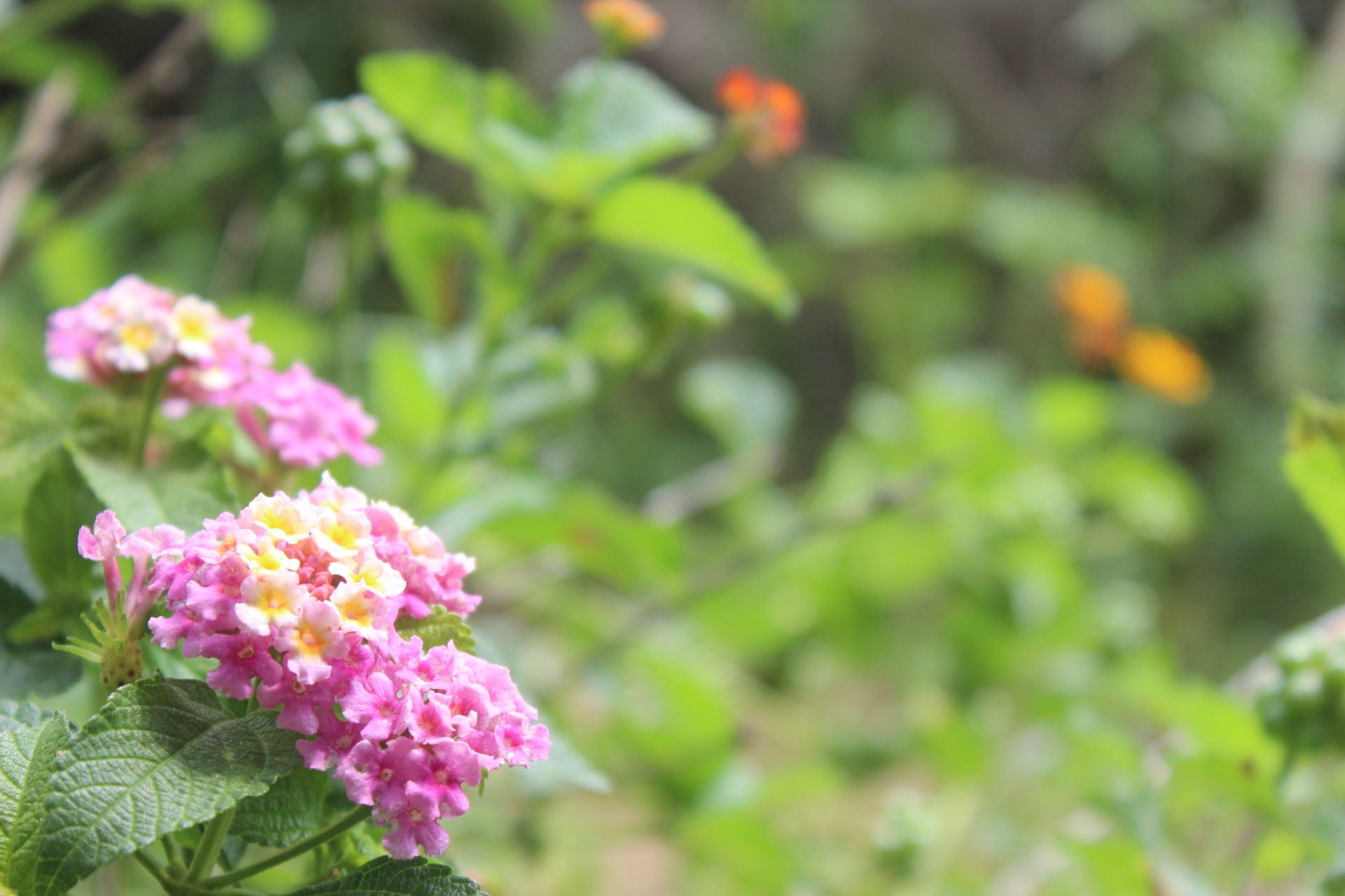 Lantana,  Pavasaris,  Pavasaris,  Gamta,  Gražus,  Gėlės,  Gėlė,  Rožinis,  Kumpis & Nbsp,  Kiaušiniai