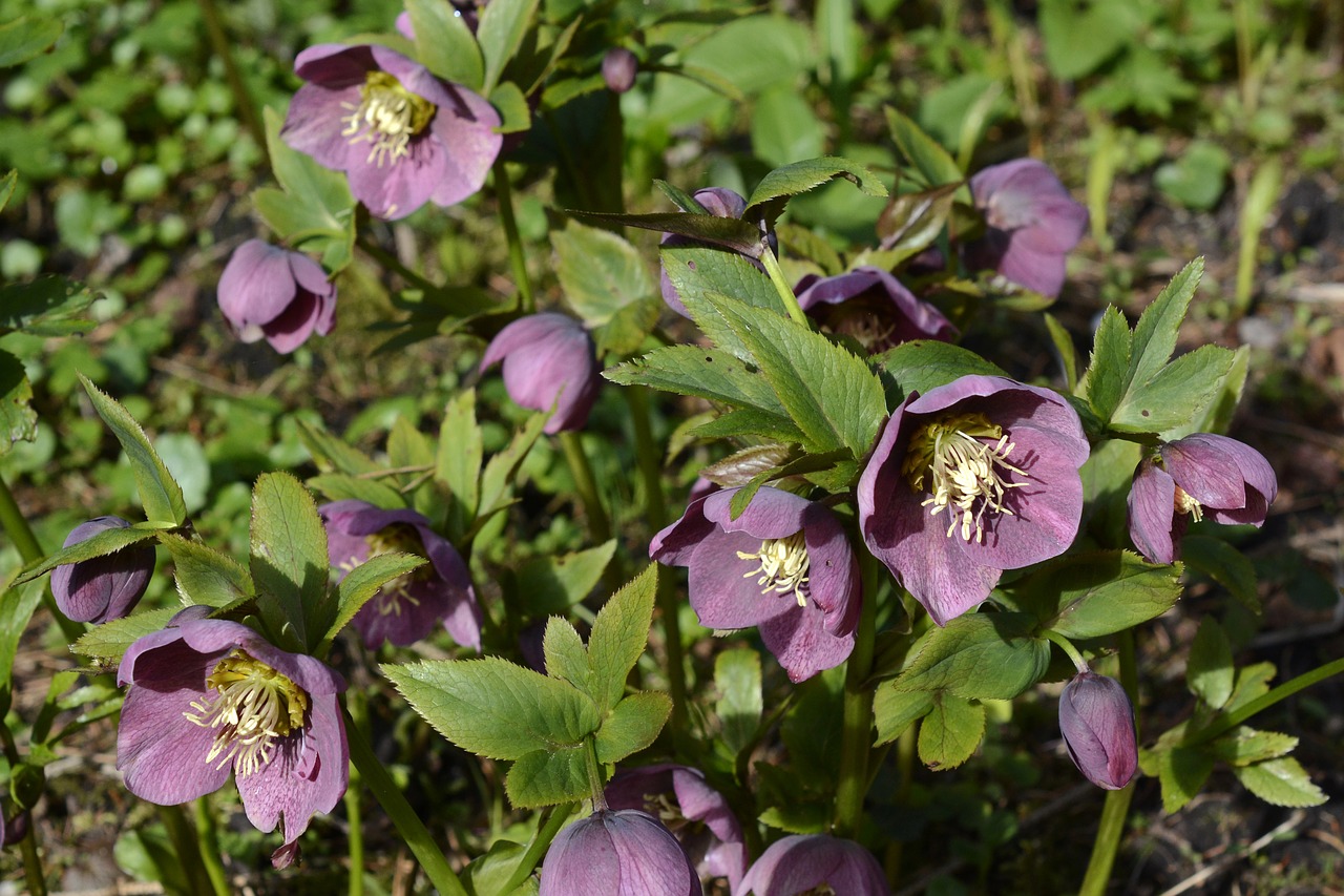 Pavasario Rožės, Hellebore, Gėlės, Gėlė, Helleborus, Gražus, Augalas, Anemone Blanda, Nuodingas Augalas, Toksiškas