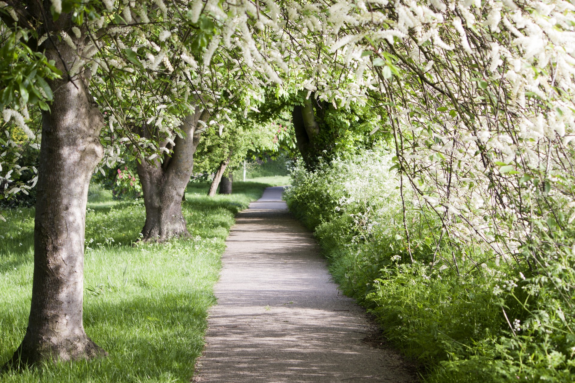 Medžiai,  Pavasaris,  Vaikščioti,  Pėsčiųjų Takas,  Kelias,  Medis & Nbsp,  Su Pamušalu,  Žiedas,  Gėlės,  Gražus