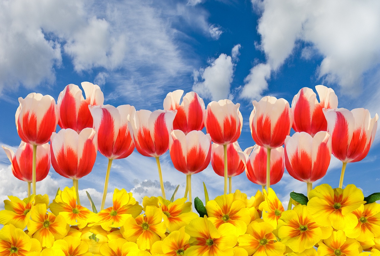 Pavasario Tulpės, Primrosės, Metų Laikas, Gėlės, Ankstyvas Bloomer, Pavasario Požymiai, Pavasaris, Aromatingas, Pirminis Šiltnamio Efektas, Spalvos Purtymas