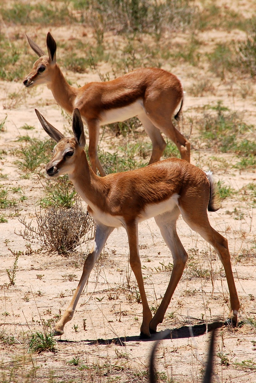 Spyruoklė, Sprinbock, Kalahari, Kgalagadi, Nemokamos Nuotraukos,  Nemokama Licenzija