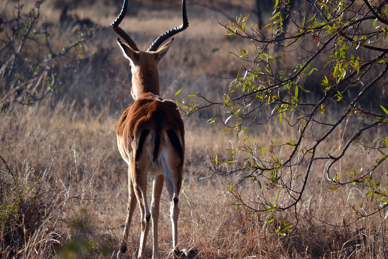 Spyruoklė, Laukinė Gamta, Afrika, Nemokamos Nuotraukos,  Nemokama Licenzija