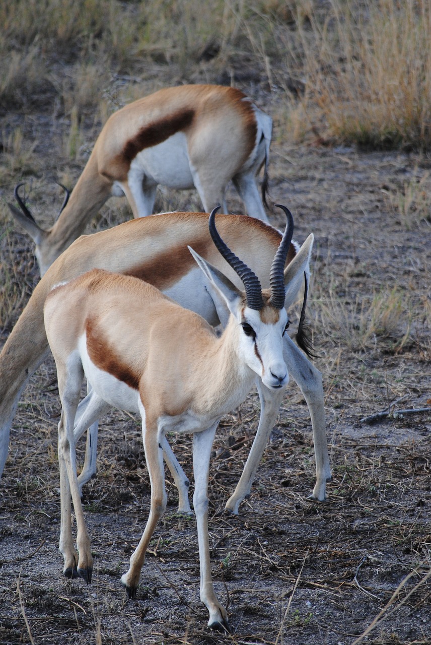 Spyruoklė, Afrika, Nacionalinis Parkas, Namibija, Safari, Antilopė, Nemokamos Nuotraukos,  Nemokama Licenzija