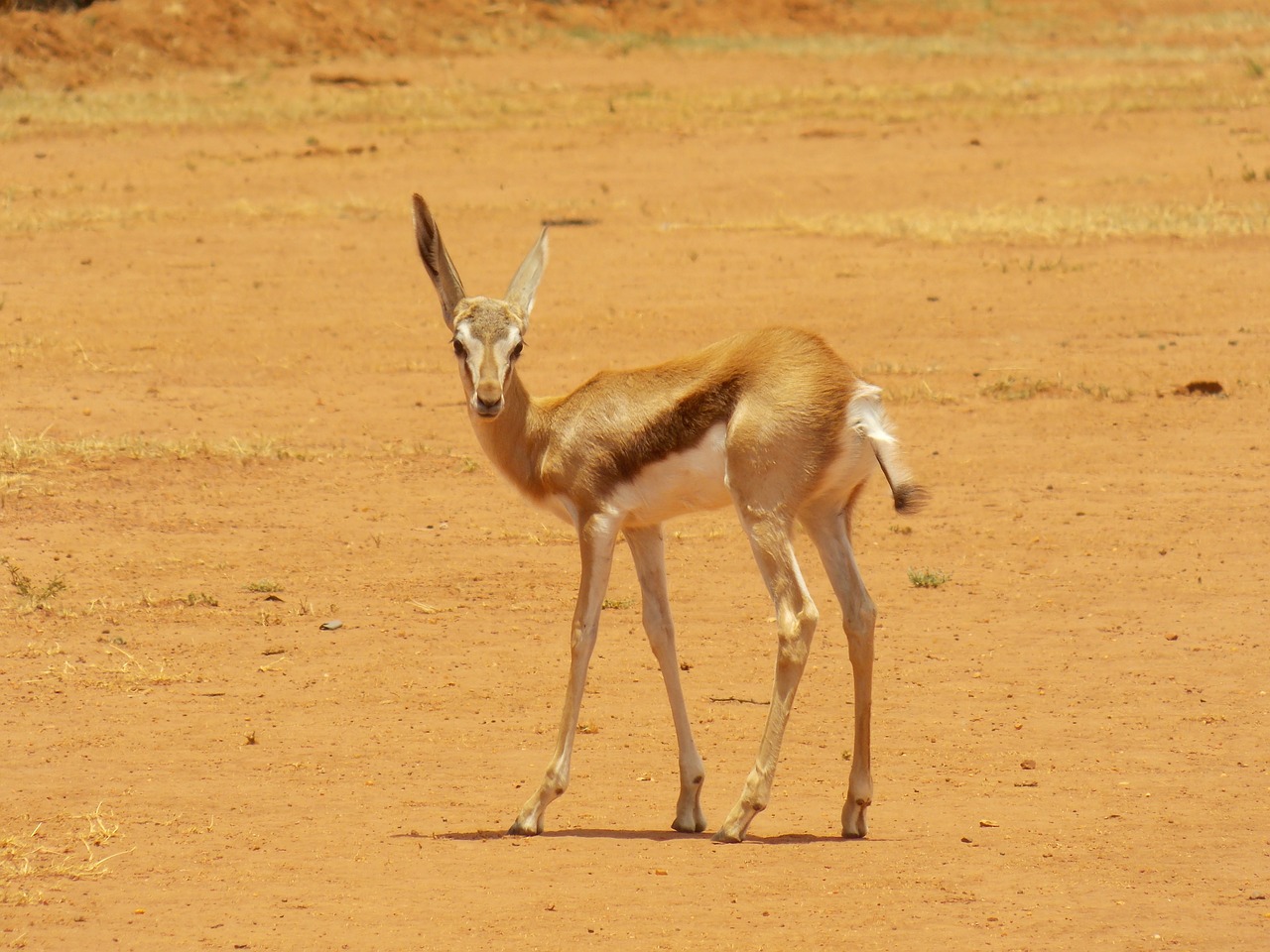 Spyruoklė, Gazelė, Afrikos, Laukinė Gamta, Gyvūnas, Žinduolis, Antilopė, Žolėdis, Pietų Afrika, Spyruoklė