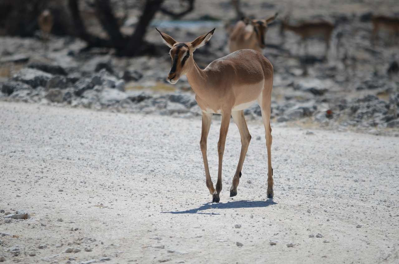 Spyruoklė, Etosha, Laistymo Anga, Antilopė, Safari, Namibija, Gyvūnas, Gyvūnai, Nacionalinis Parkas, Afrika