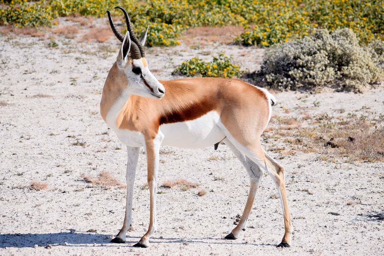 Springbok,  Patinas,  Antilopė,  Gyvūnijos,  Afrikoje,  Pobūdį,  Laukinių,  Namibija,  Kelionė,  Etosha