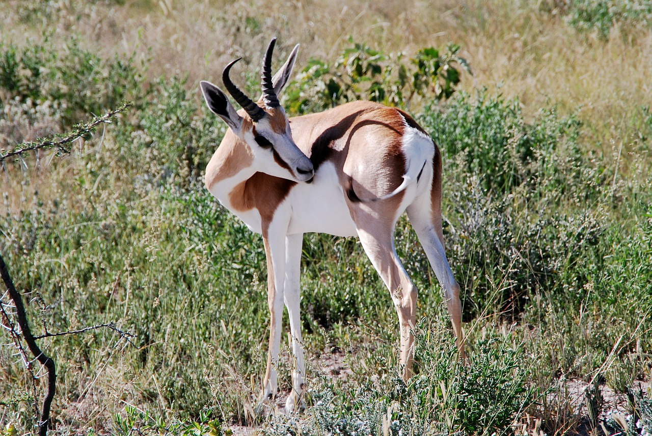 Spyruoklė, Gyvūnas, Afrika, Gyvūnai, Safari, Etosha, Namibija, Nacionalinis Parkas, Nemokamos Nuotraukos,  Nemokama Licenzija