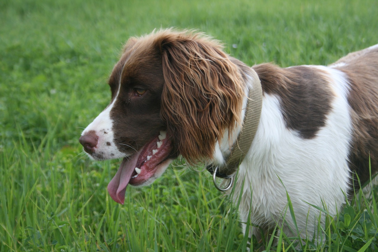 Springer Spaniel, Laimingas, Šuo, Nemokamos Nuotraukos,  Nemokama Licenzija