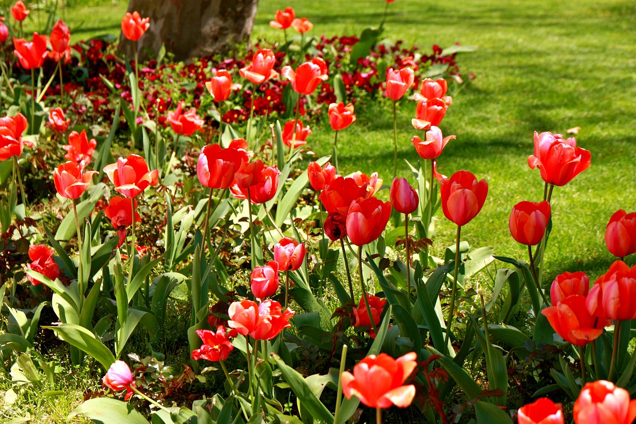 Tulpės, Pavasaris, Gėlė, Žydėti, Spalvinga, Raudona, Gamta, Gėlių, Nemokamos Nuotraukos,  Nemokama Licenzija