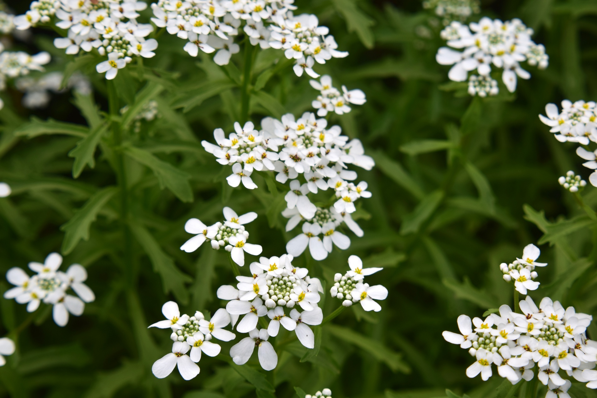 Gėlės,  Gamta,  Žiedlapiai,  Pistil,  Spalvos,  Pavasaris,  Sodas,  Pavasario Gėlių Šou 25, Nemokamos Nuotraukos,  Nemokama Licenzija