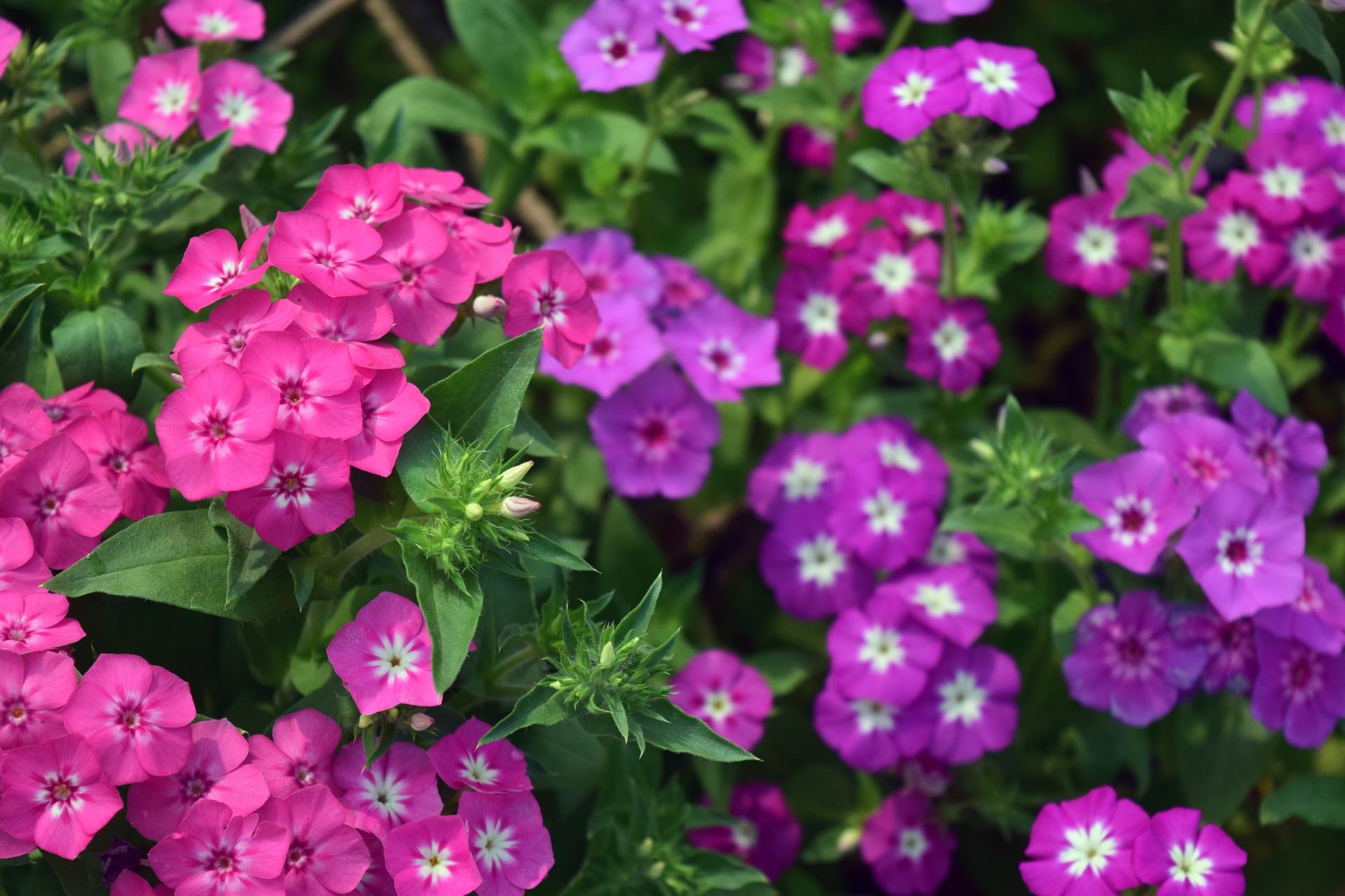 Gėlės,  Gamta,  Žiedlapiai,  Pistil,  Spalvos,  Pavasaris,  Sodas,  Lapija,  Pavasario Gėlių Šou 28, Nemokamos Nuotraukos