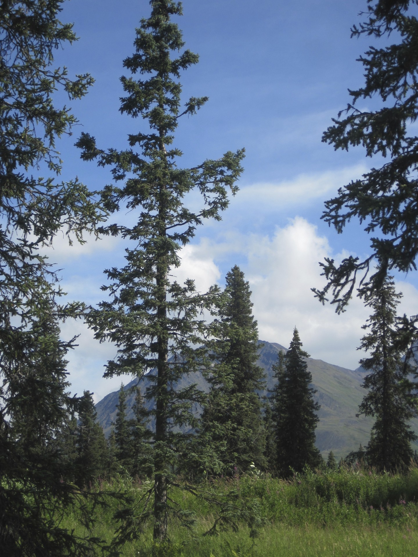 Eglės & Nbsp,  Medžiai,  Alaska,  Miškas,  Denali,  Vasara,  Eglės Medžiai, Nemokamos Nuotraukos,  Nemokama Licenzija