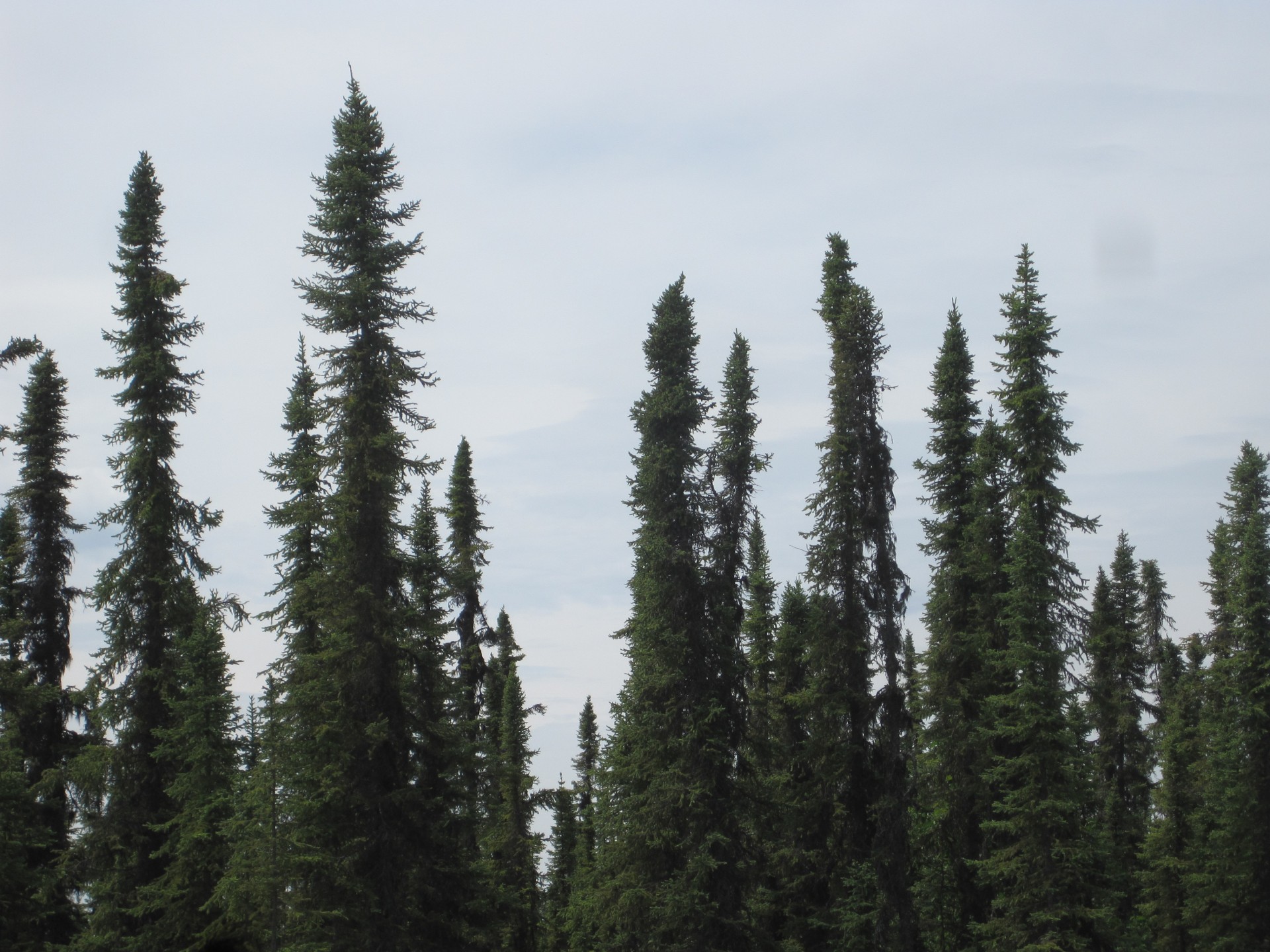 Eglės & Nbsp,  Medžiai,  Alaska,  Miškas,  Eglės Medžiai, Nemokamos Nuotraukos,  Nemokama Licenzija