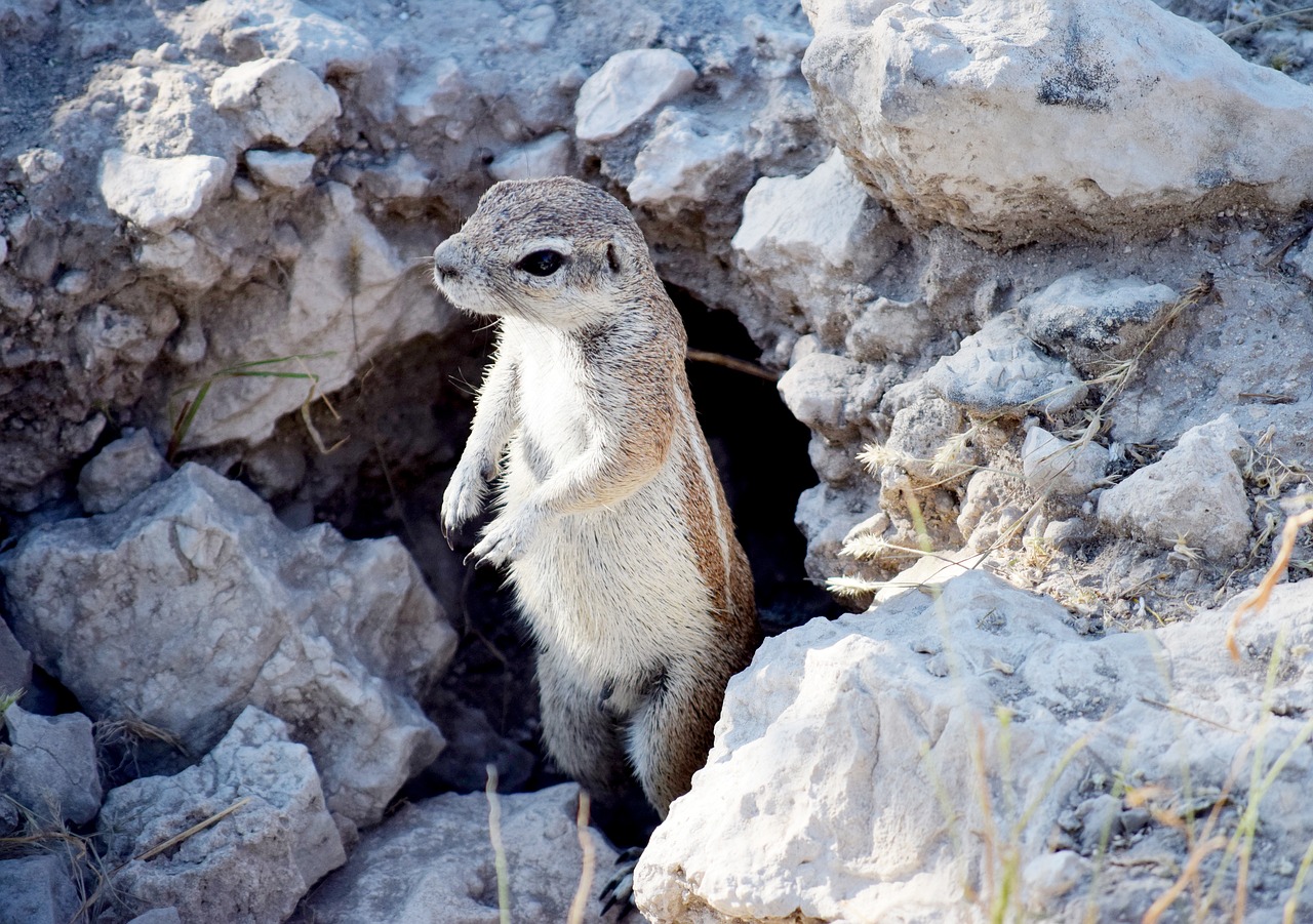 Squeeral,  Mažas,  Gyvūnas,  Nuolatinis,  Laukinių,  Rudi,  Ieško,  Gyvūnijos,  Etosha,  Namibija