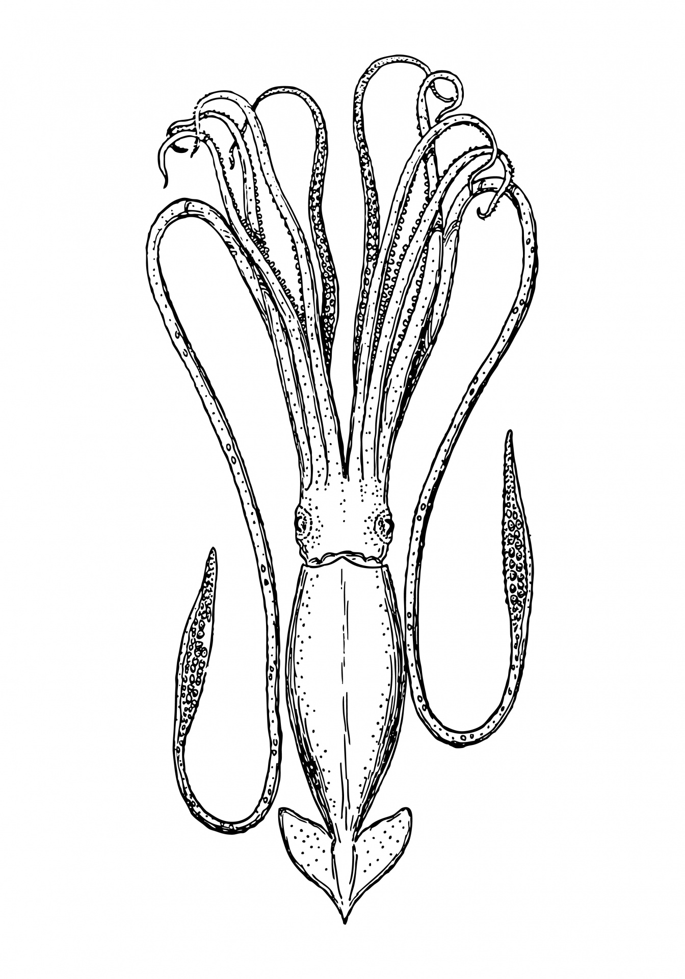 Kalmaras,  Jūrų,  Iliustracijos,  Clip & Nbsp,  Menas,  Menas,  Iliustracija,  Line & Nbsp,  Menas,  Juoda