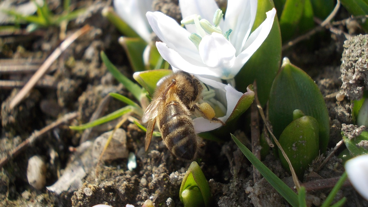 Squill, Balta Gėlė, Bičių, Surinktas Nektaras, Pavasaris, Nemokamos Nuotraukos,  Nemokama Licenzija