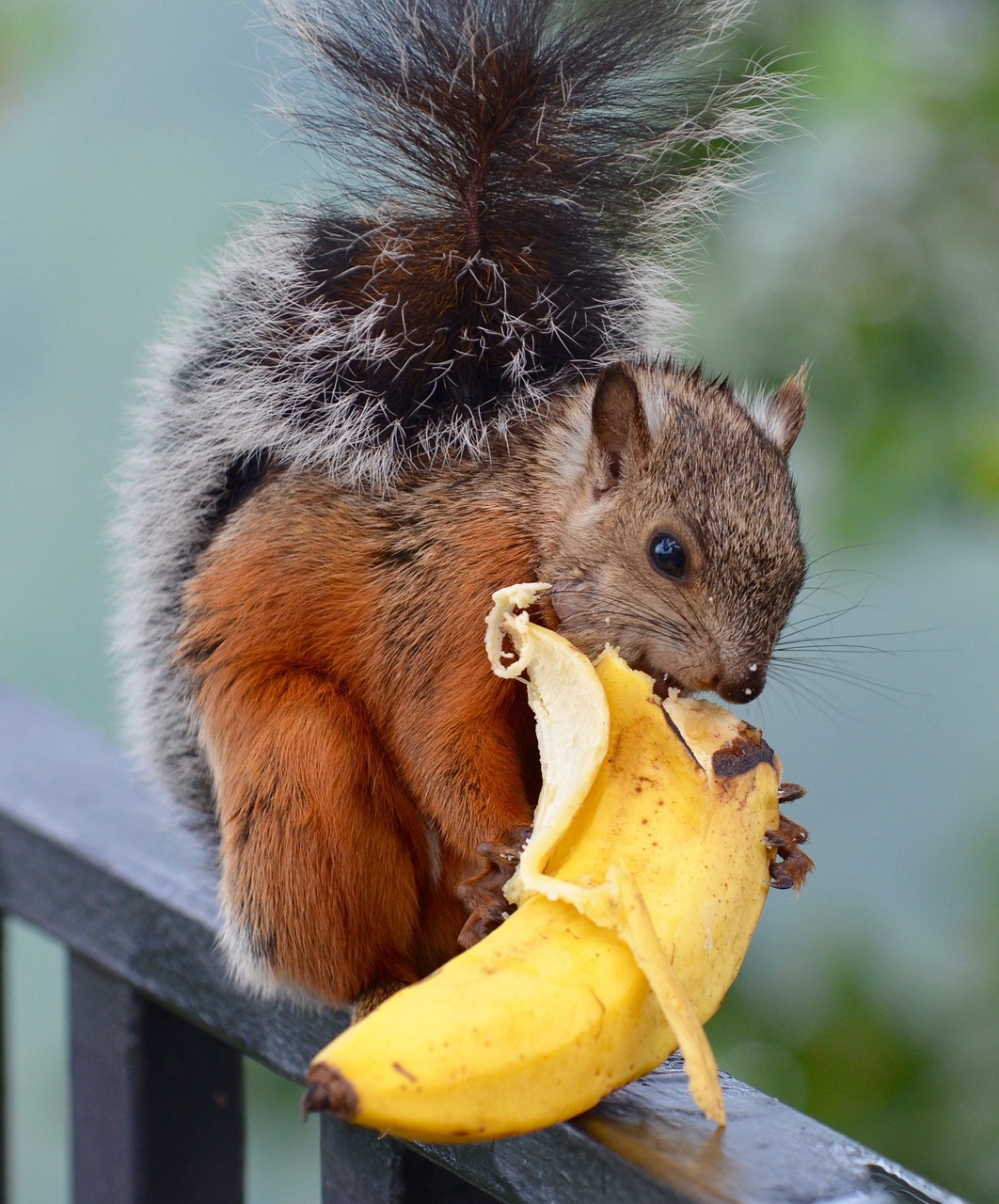 Voverė, Bananas, Laukinė Gamta, Žinduolis, Gamta, Margas, Graužikų Uodega, Gudrus, Nemokamos Nuotraukos,  Nemokama Licenzija